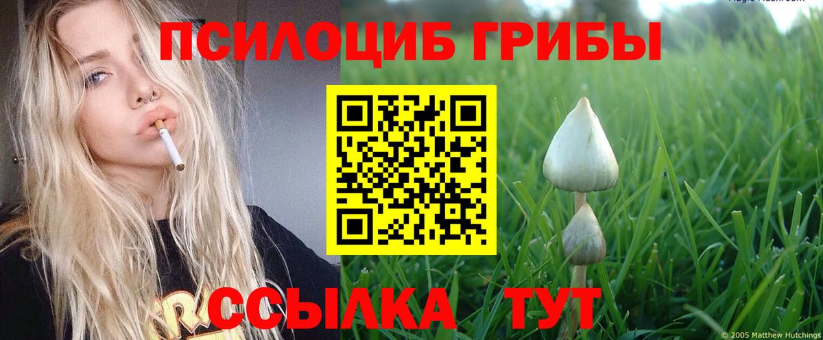 Псилоцибиновые грибы Psilocybine cubensis Кохма